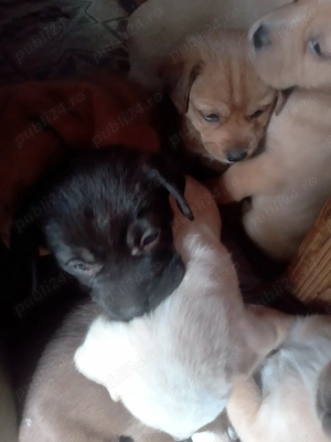 Donez căței rasa labrador cu metis - imagine 2