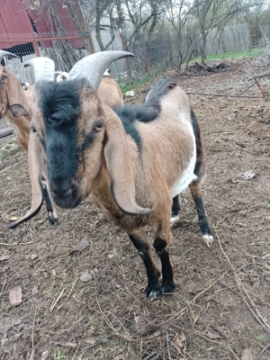 Vând țap Anglo Nubian - imagine 4