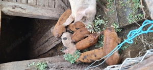 Vand purcei rasa pietrain duroc