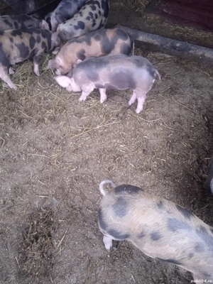 purcei Pietrean  - imagine 3