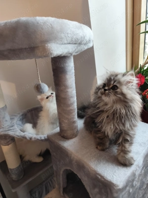 Persani  caută stăpâni iubitori - imagine 3