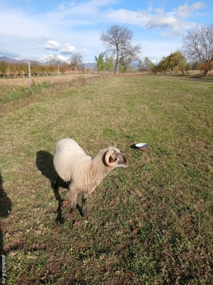 Vând 2 berbecuti tineri