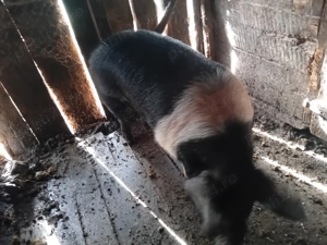 Vand porc de taiat - imagine 2