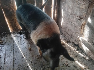 Vand porc de taiat - imagine 3