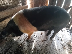 Vand porc de taiat - imagine 2