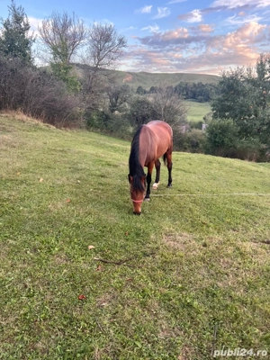 Cal de vanzare - imagine 3