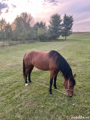 Cal de vanzare - imagine 2