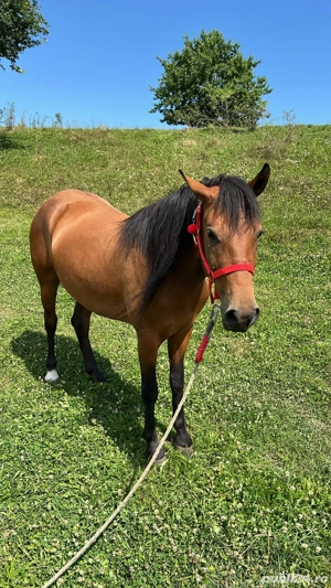 Cal de vanzare - imagine 4