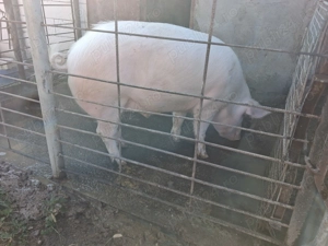 Vând porci de carne - imagine 2