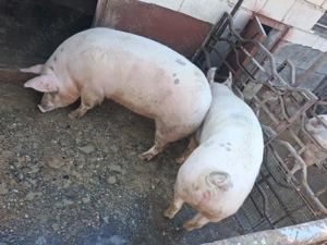 Vând porci de carne - imagine 3