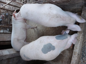 Vând porci grași de taiat - imagine 2