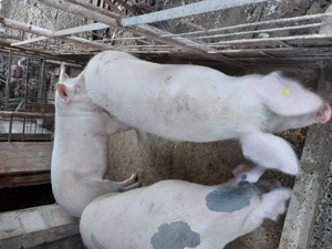 Vând porci grași de taiat - imagine 3