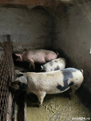 Porci de vânzare  - imagine 2