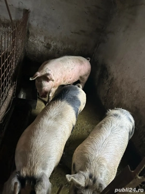 Porci de vânzare  - imagine 3
