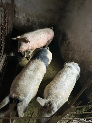 Porci de vânzare 