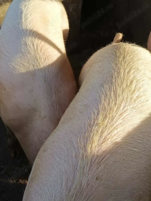 Se vând porci pentru îngrășat, între 150 și 250 de kilograme. 