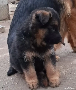 Pui ,ciobanesc german