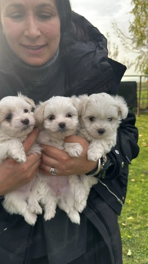 Căței bishoni doi băieți și o fetiță! - imagine 3