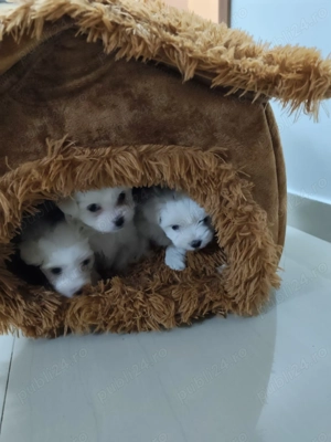 Căței bishoni doi băieți și o fetiță! - imagine 2