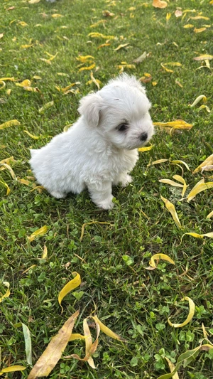 Căței bishoni doi băieți și o fetiță! - imagine 4