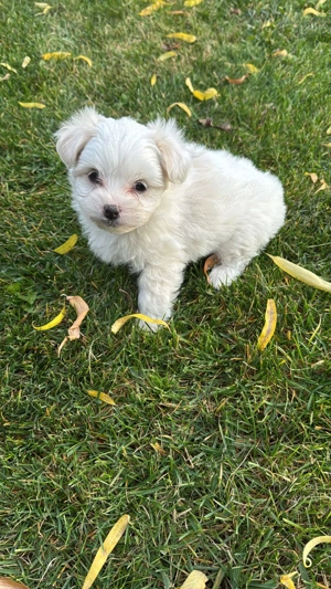 Căței bishoni doi băieți și o fetiță! - imagine 5