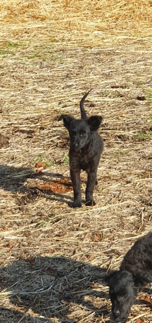 Căței de intors   - imagine 2