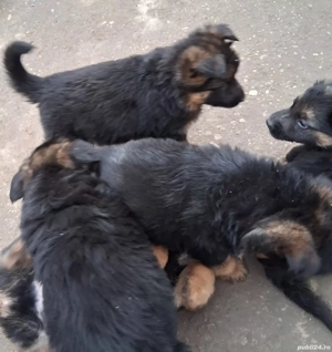 Pui,ciobănesc german