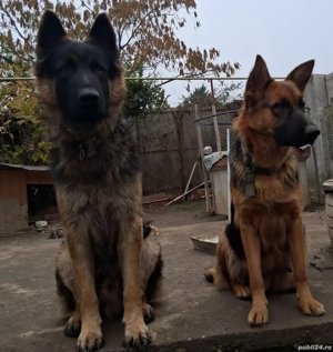 Pui,ciobănesc german