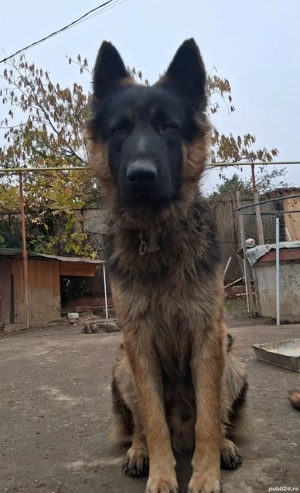 Pui ciobanesc-german - imagine 5