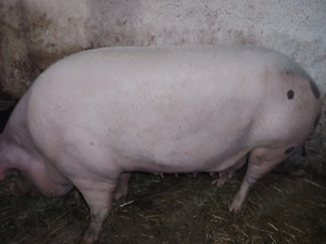 Vand porc 200 - 220kg