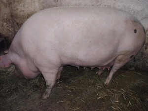 Vand porc 200 - 220kg - imagine 3
