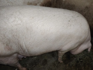 Vand porc 200 - 220kg - imagine 5