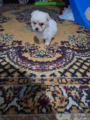 Vand Bichon  - imagine 2