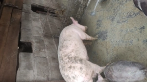 de vânzare porc rasă petriean cu landras 