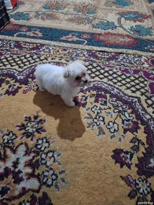 Vand Bichon  - imagine 4