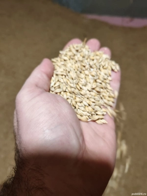 Vand orzoaica de primăvară - se poate folosi și ca sămânță C2