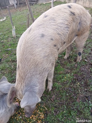 Porci se vanzare  - imagine 2