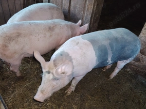 Vand 2 porci de sacrificat,120 kg aprox - imagine 5