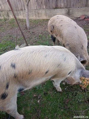 Porci se vanzare 
