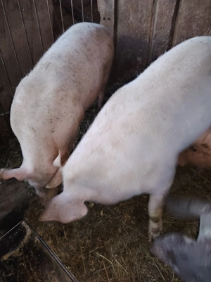 Vand 2 porci de sacrificat,120 kg aprox - imagine 3