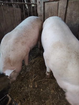 Vand 2 porci de sacrificat,120 kg aprox - imagine 2
