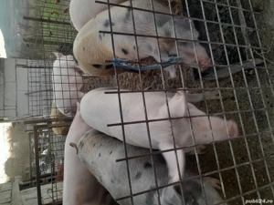 De vinzare  - imagine 4