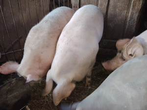 Vand 2 porci de sacrificat,120 kg aprox