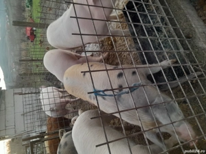 De vinzare  - imagine 2