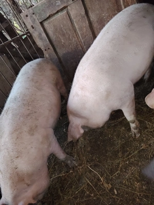 Vand 2 porci de sacrificat,120 kg aprox - imagine 4
