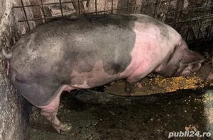 Vand porci de carne 15lei kg  - imagine 2