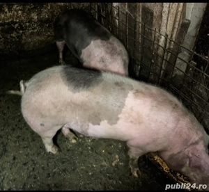 Vand porci de carne 15lei kg  - imagine 3