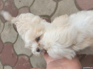 Căței Bichon - imagine 4