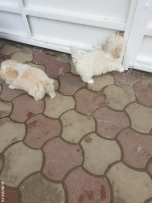Căței Bichon - imagine 2