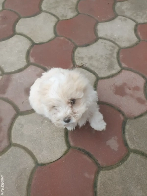 Căței Bichon - imagine 5